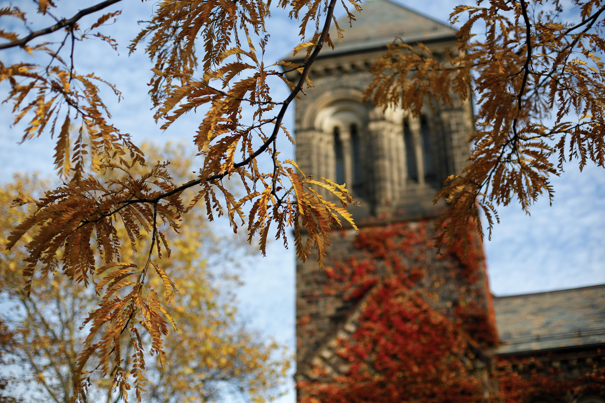 Photo of Fall leaves on U of T campus.